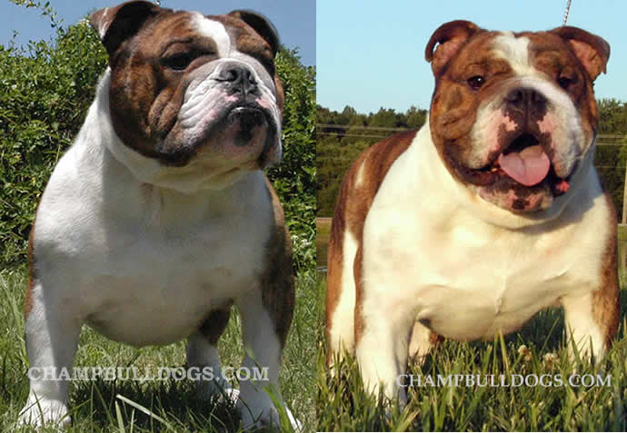 English Bulldog breeds, English bulldog puppy photos